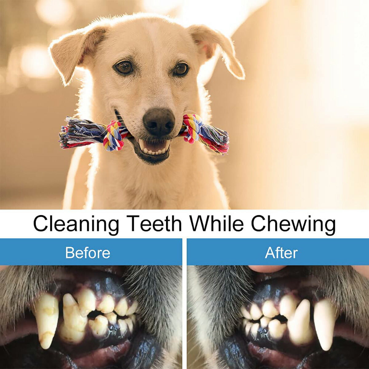 【エクスプレス便】PLUTUS PET Dog Chew Toys 犬のための噛むおもちゃ8個セット 100%天然コットン製 犬 おもちゃ 歯の掃除