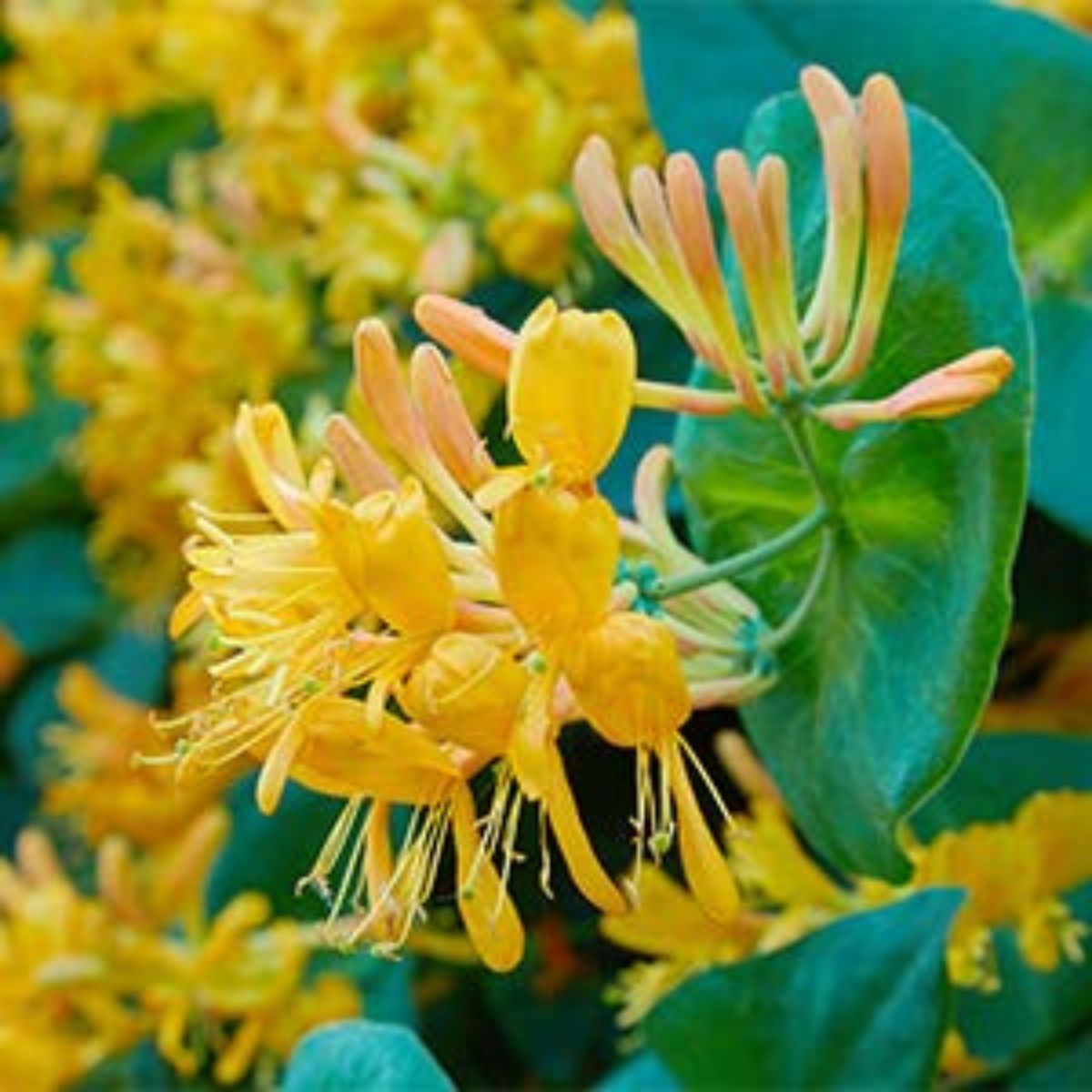 【エクスプレス便】BEAUTE DE PROVENCE ハニーサックル マルチユース フェイス・ボディ・ヘアオイル 118mL BEAUTE DE PROVENCE Honey Suckle Multi-Use Face Body & Hair Oil 4 Fl Oz アプリコット ココナッツオイル ビタミンE 配合