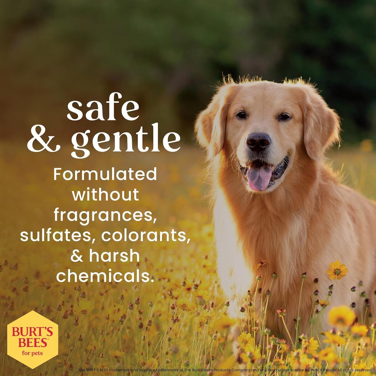 【エクスプレス便】Burt’s Bees フォー ペッツ オートミールドッグシャンプー バーツビーズ for Pets Oatmeal Dog Shampoo 16oz/473ml はちみつ配合 犬 低刺激 シャンプー